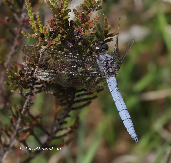 Keeled Skimmer side on Cramer Gutter 5 7 15 IMG_0029